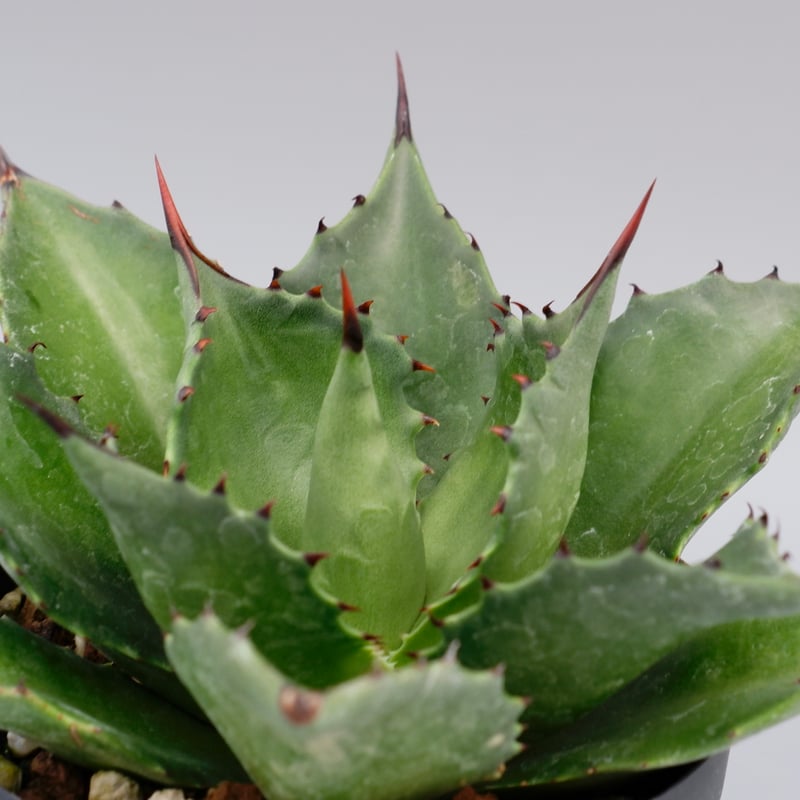 アガベ サロモニー・アガベ マグニフィカ 005 Agave salomonii Agave