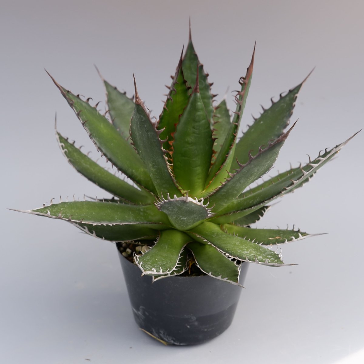 特大 美形 蓮棘Agave horrida ホリダ アガベホリダ アガベ ホリダ 027