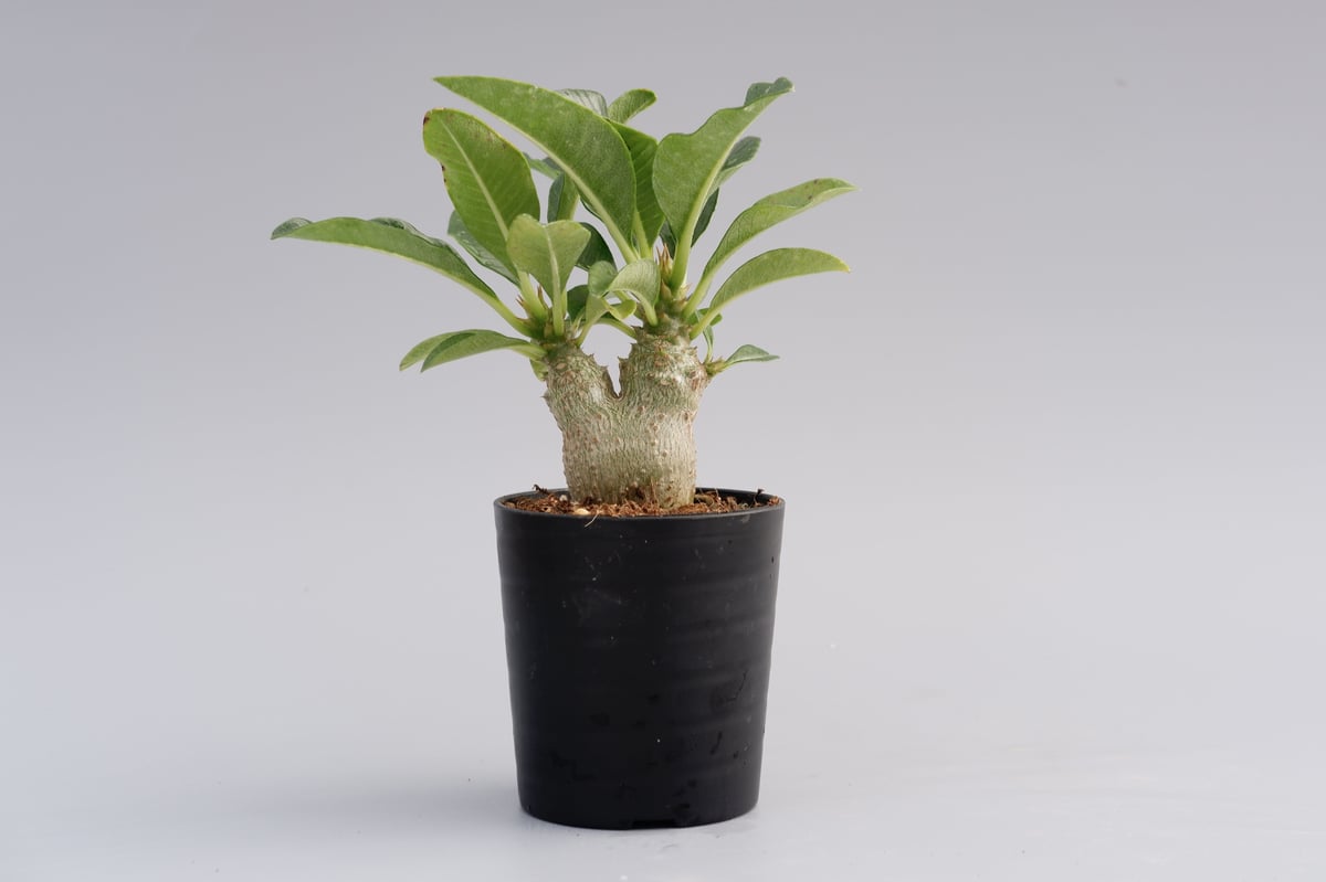 分岐タイプ パキポディウム ウィンゾリー 実生株 011 Pachypodium wind