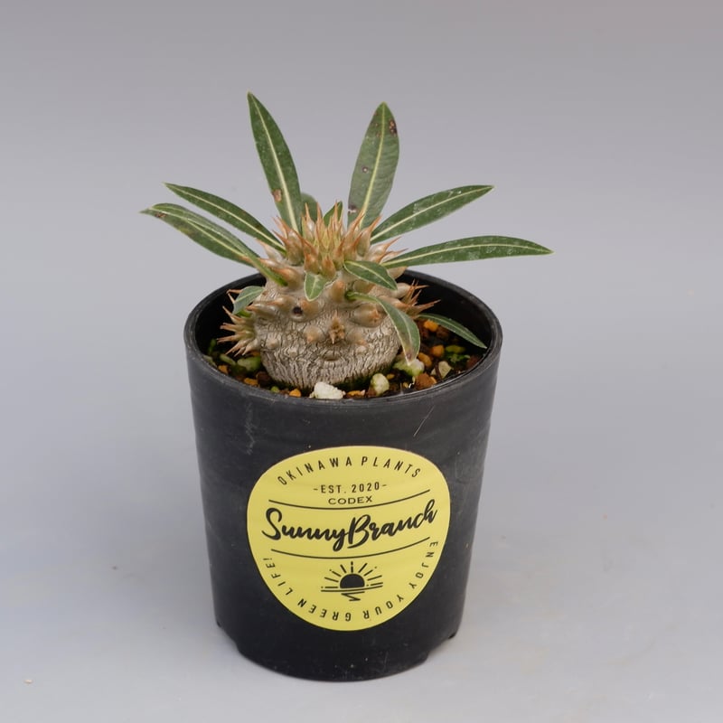 パキポディウム ロスラーツム 実生株 003 Pachypodium rosulatum ve...