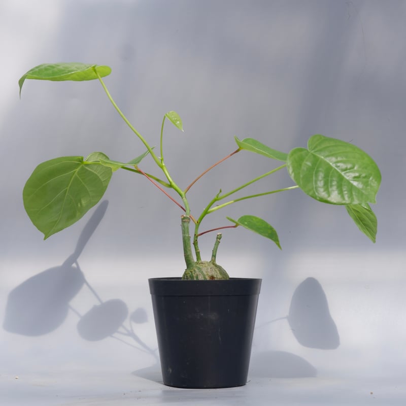 プセウドボンバックス（Pseudobombax ellipticum） Pseudobombax