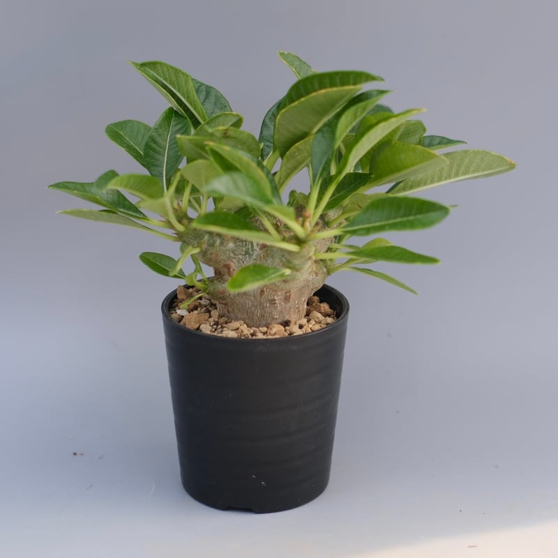 EMP パキポディウム ウィンゾリー 実生 / Pa196 パキポディウム ウィンゾリー 実生株 096 Pachypodium windsorii |