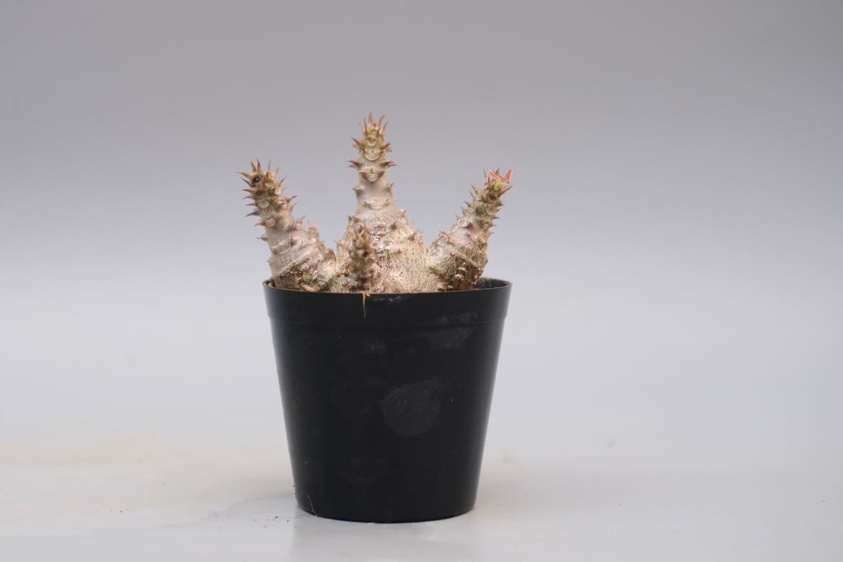 パキポディウム ウィンゾリー 実生株 127 Pachypodium windsorii |