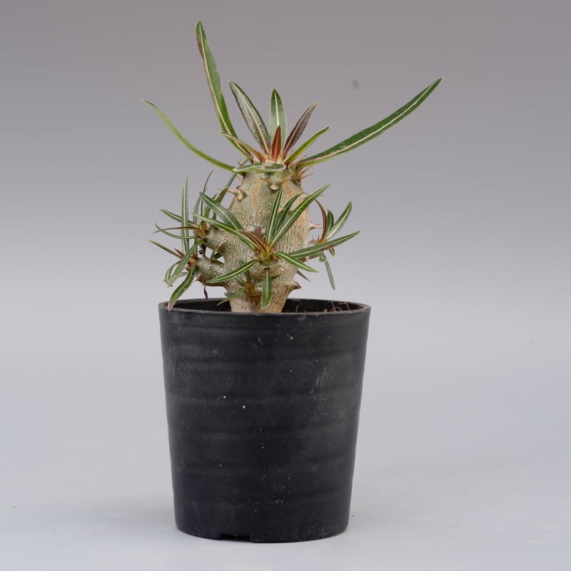 パキポディウム カクチペス 実生株 001 Pachypodium cactuses パキポディウム カクチペス 実生株 001 Pachypodium cactuses