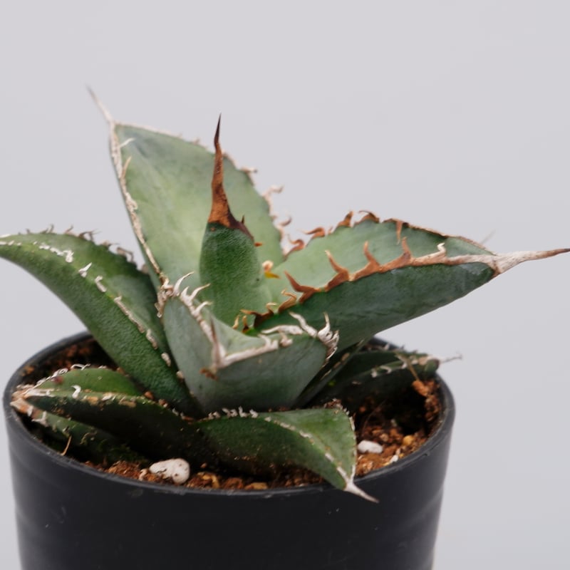 アガベ オテロイ 実生株 Agave oteroi seeding 086 | Sunny
