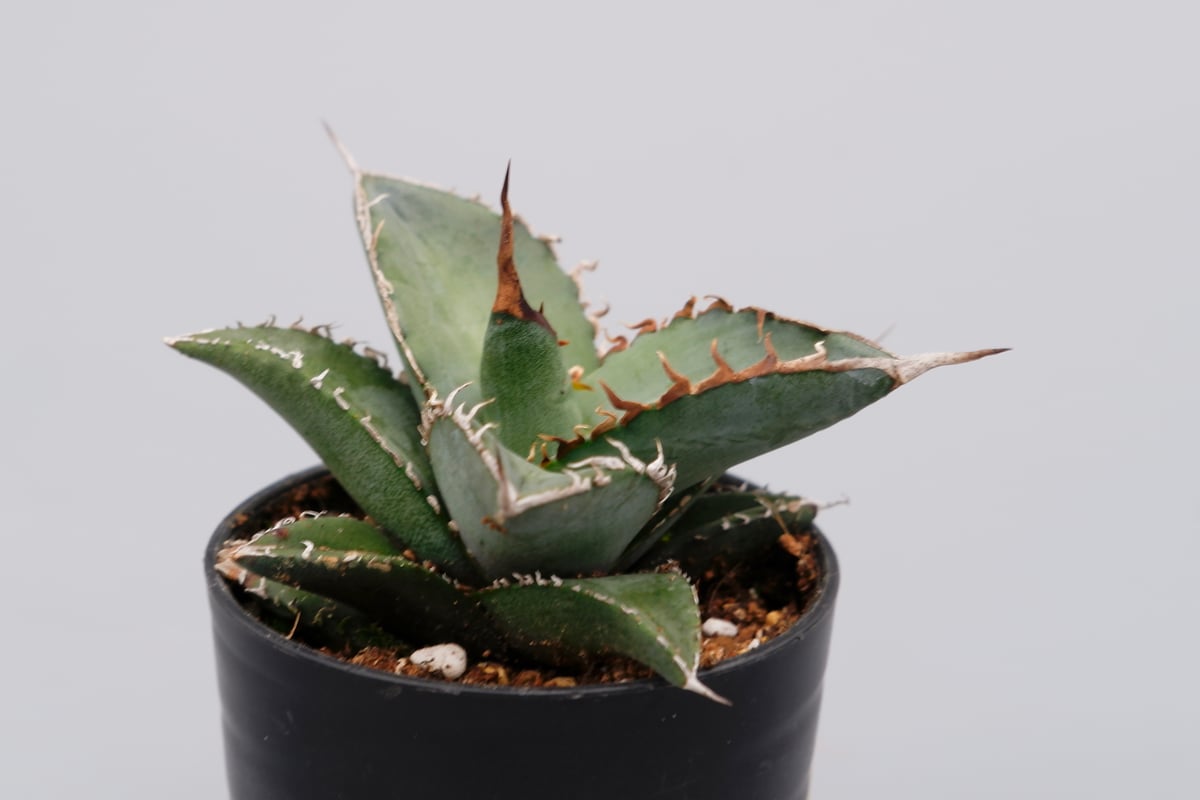 アガベ オテロイ 実生株 Agave oteroi seeding 086 | Sunny