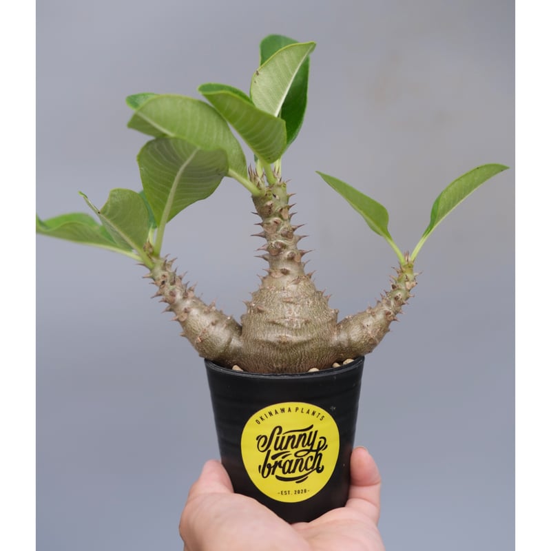 パキポディウム ウィンゾリー 実生株 074 Pachypodium windsorii |