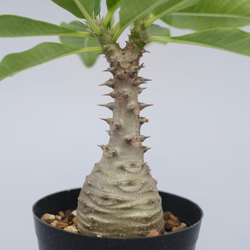 パキポディウム ウィンゾリー パキポディウム ウィンゾリー2 | STELLA.PLANTS