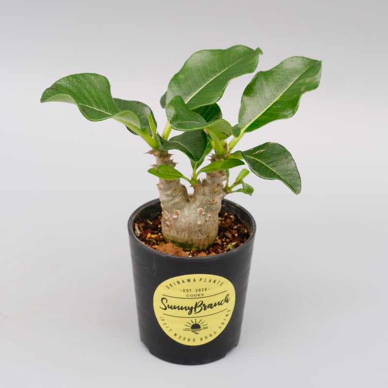 パキポディウム ウィンゾリー 実生株 020 Pachypodium windsorii |