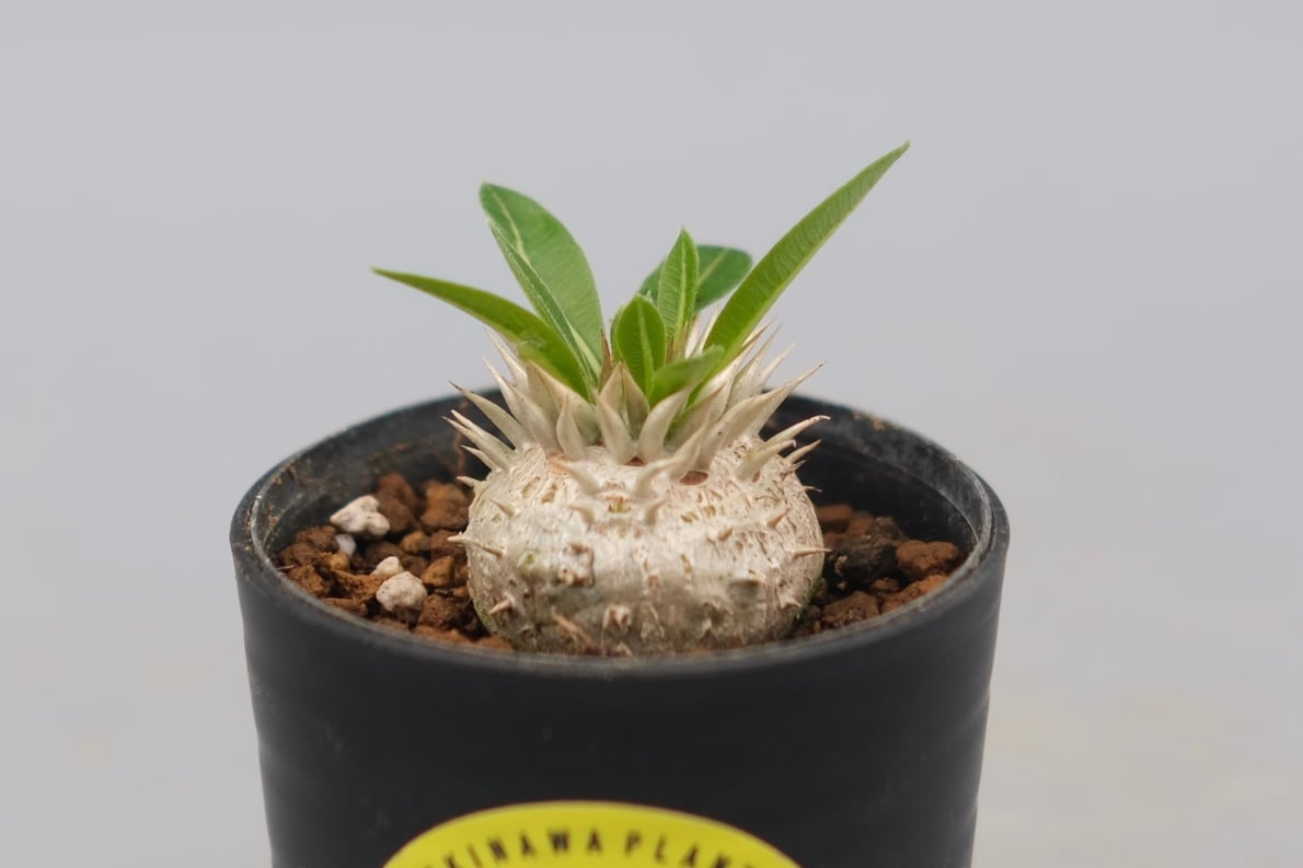 パキポディウム エニグマチカム 実生株 Pachypodium enigmaticum 004