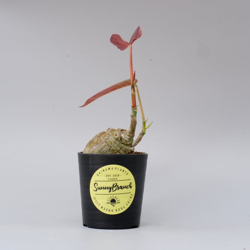 ボンバックス Pseudobombax ellipticum 鉢付発送 プセウドボンバックス | STORES
