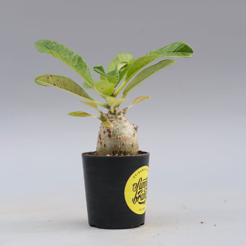パキポディウム ウィンゾリー 実生株 120 Pachypodium windsorii |
