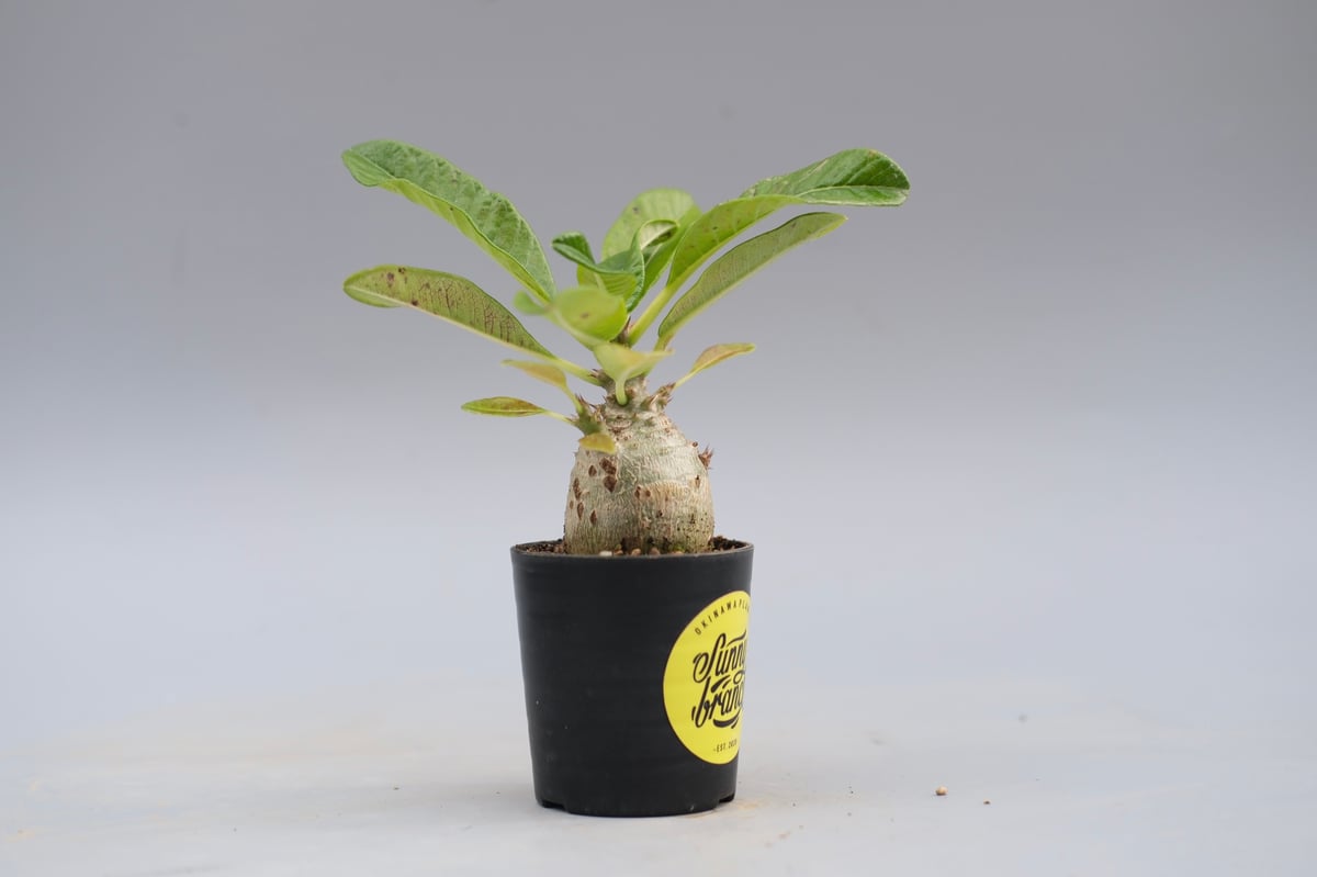 パキポディウム ウィンゾリー 実生株 120 Pachypodium windsorii |