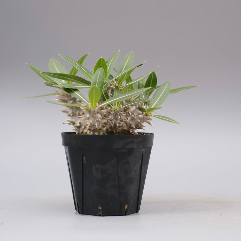 パキポディウム ロスラーツム 実生株 013 Pachypodium rosulatum