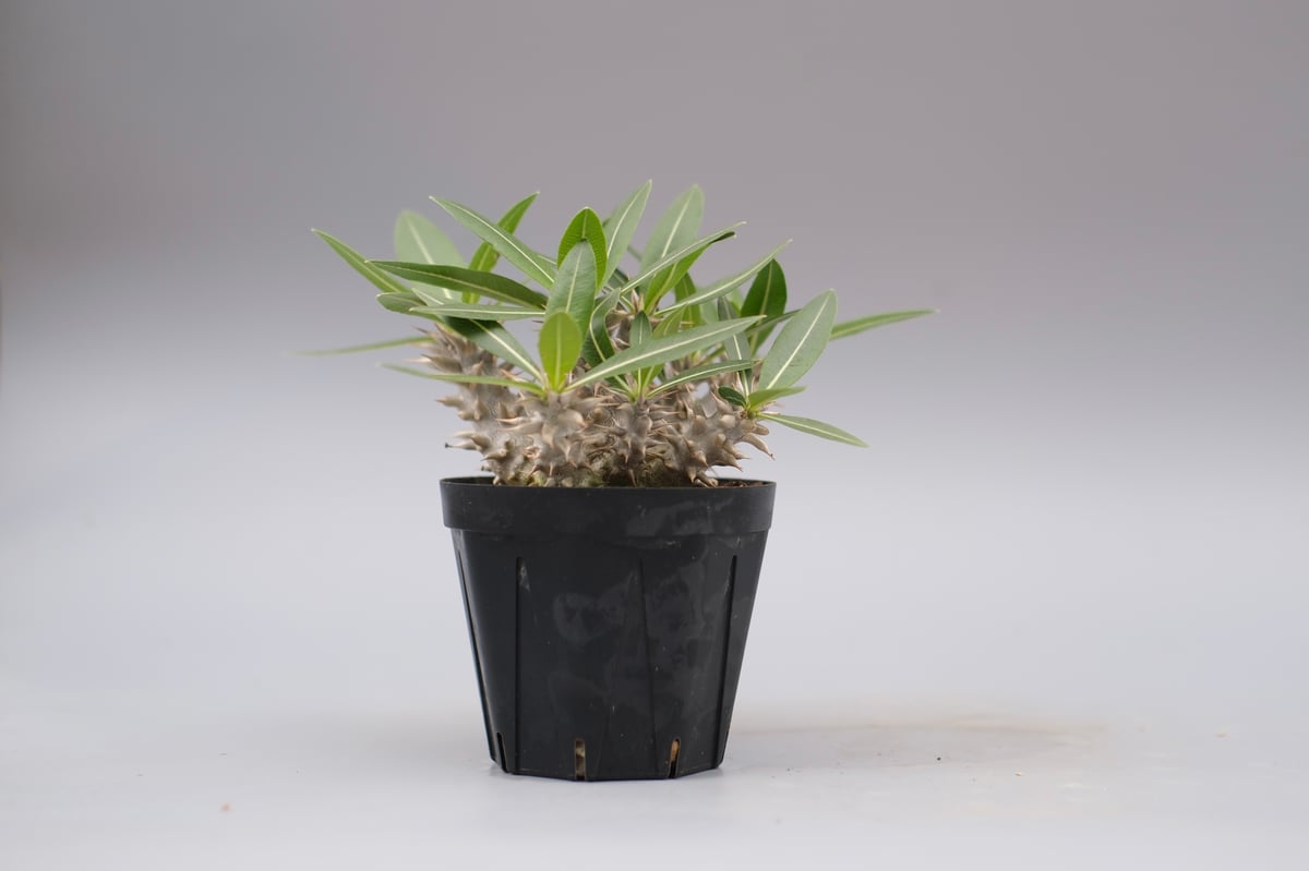 パキポディウム ロスラーツム 実生株 013 Pachypodium rosulatum