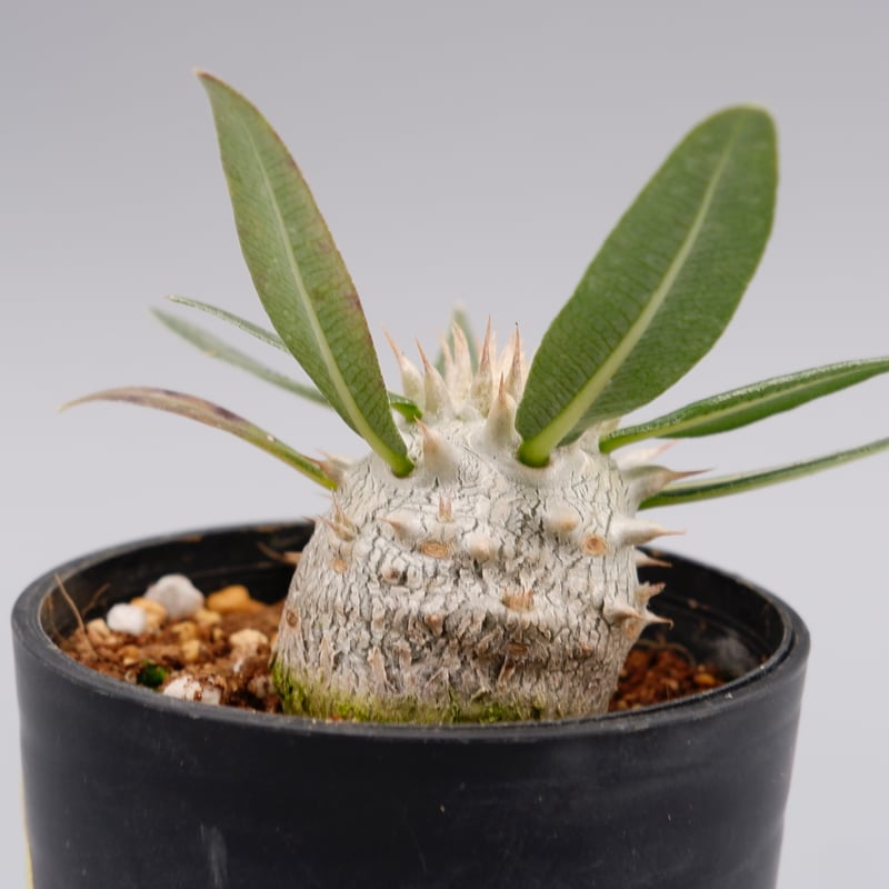 パキポディウム ロスラーツム 実生株 005 Pachypodium rosulatum