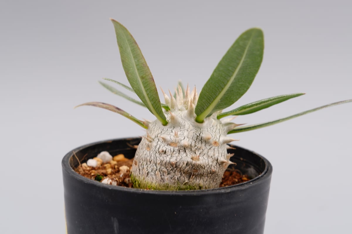 パキポディウム ロスラーツム 実生株 005 Pachypodium rosulatum ve