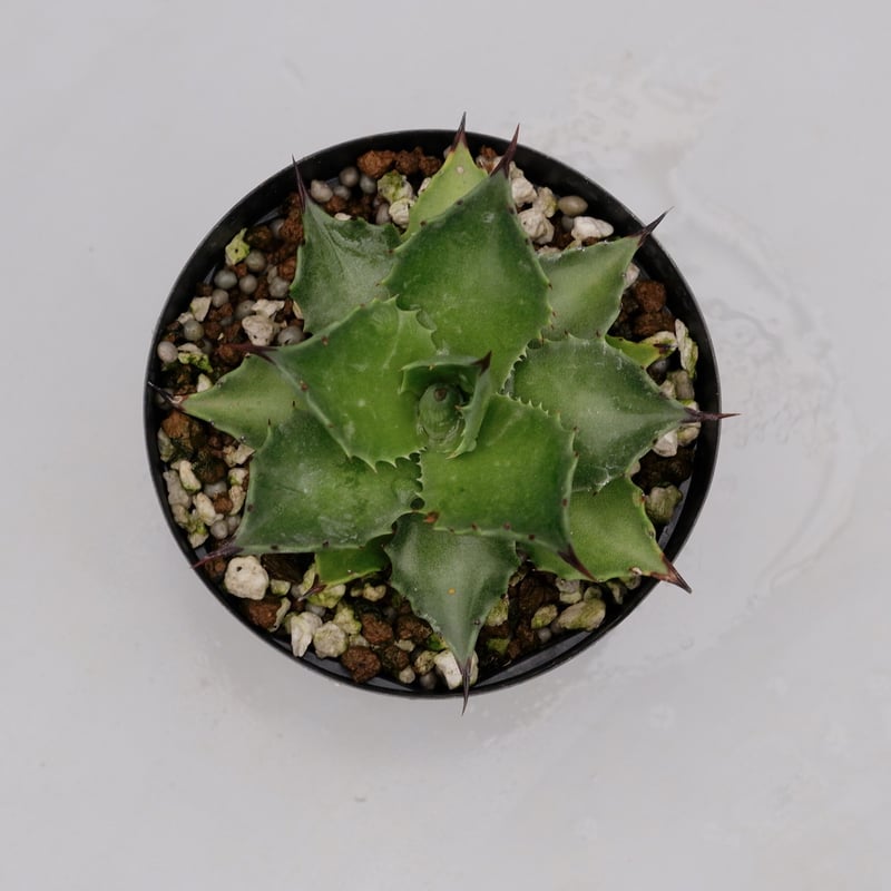 アガベ サロモニー・アガベ マグニフィカ 003 Agave salomonii Agave