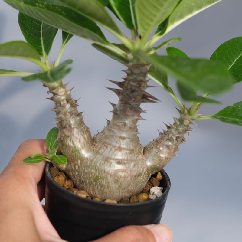 パキポディウム ウィンゾリー 実生株 069 Pachypodium windsorii |