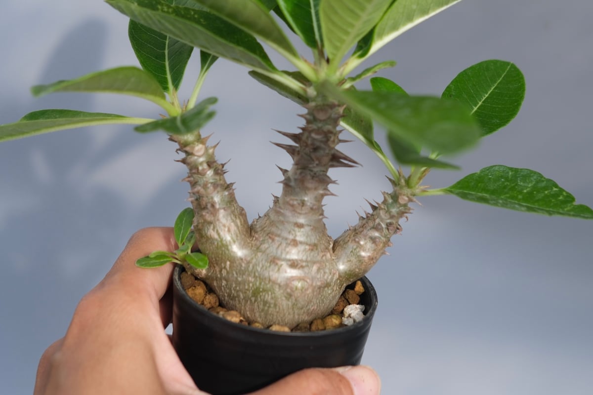 パキポディウム ウィンゾリー 実生株 069 Pachypodium windsorii |