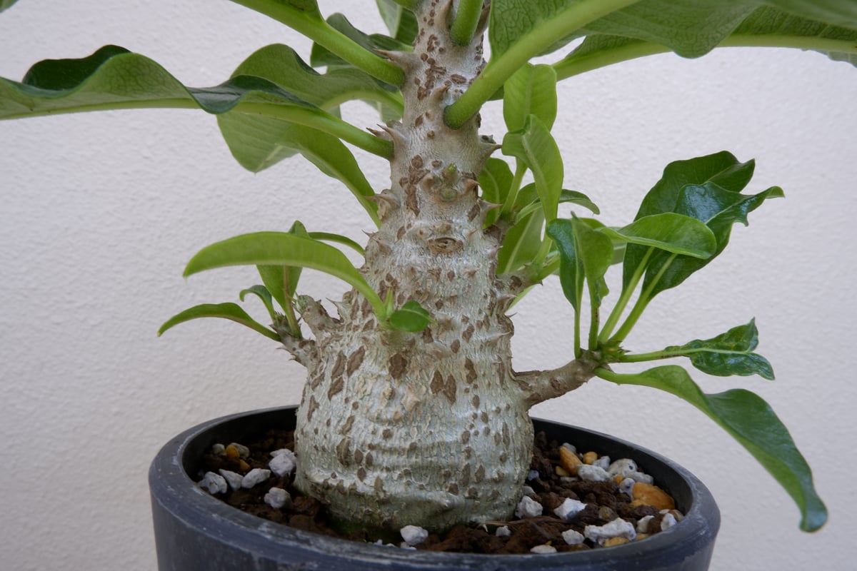 パキポディウムウィンゾリー パキポディウム・ウィンゾリー(Pachypodium windsorii