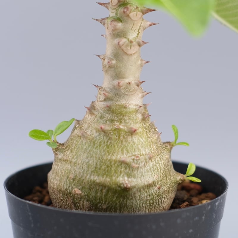 実生株 パキポディウム ウィンゾリー パキポディウム ウィンゾリー 【実生】GM2402210 | RAFLUM