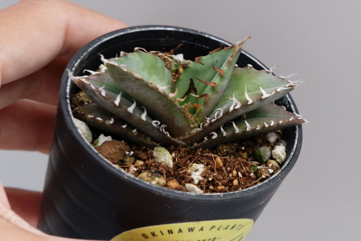 アガベ オテロイ 実生株 Agave oteroi seeding 038 | Sunny