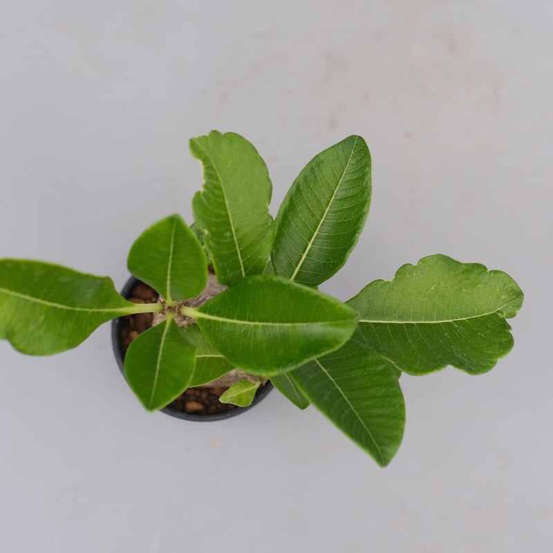 パキポディウム ウィンゾリー 実生株 072 Pachypodium windsorii