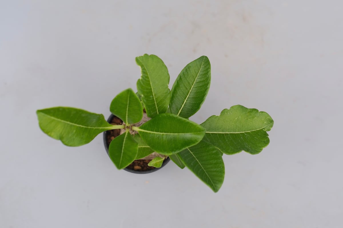 パキポディウム ウィンゾリー 実生株 072 Pachypodium windsorii |