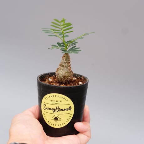 meridionalis | STORES