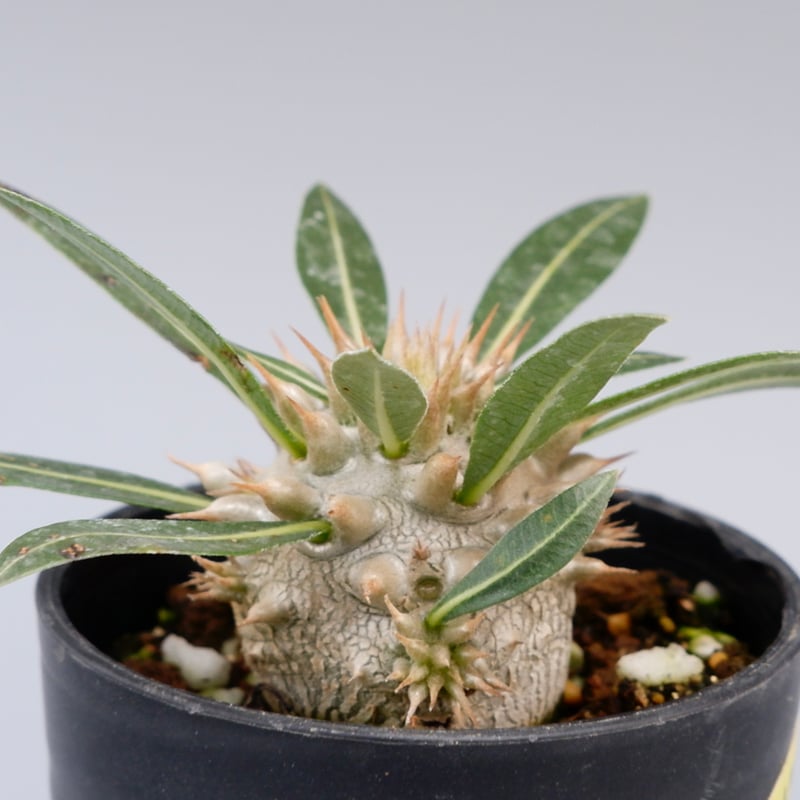 パキポディウム ロスラーツム 実生株 003 Pachypodium rosulatum