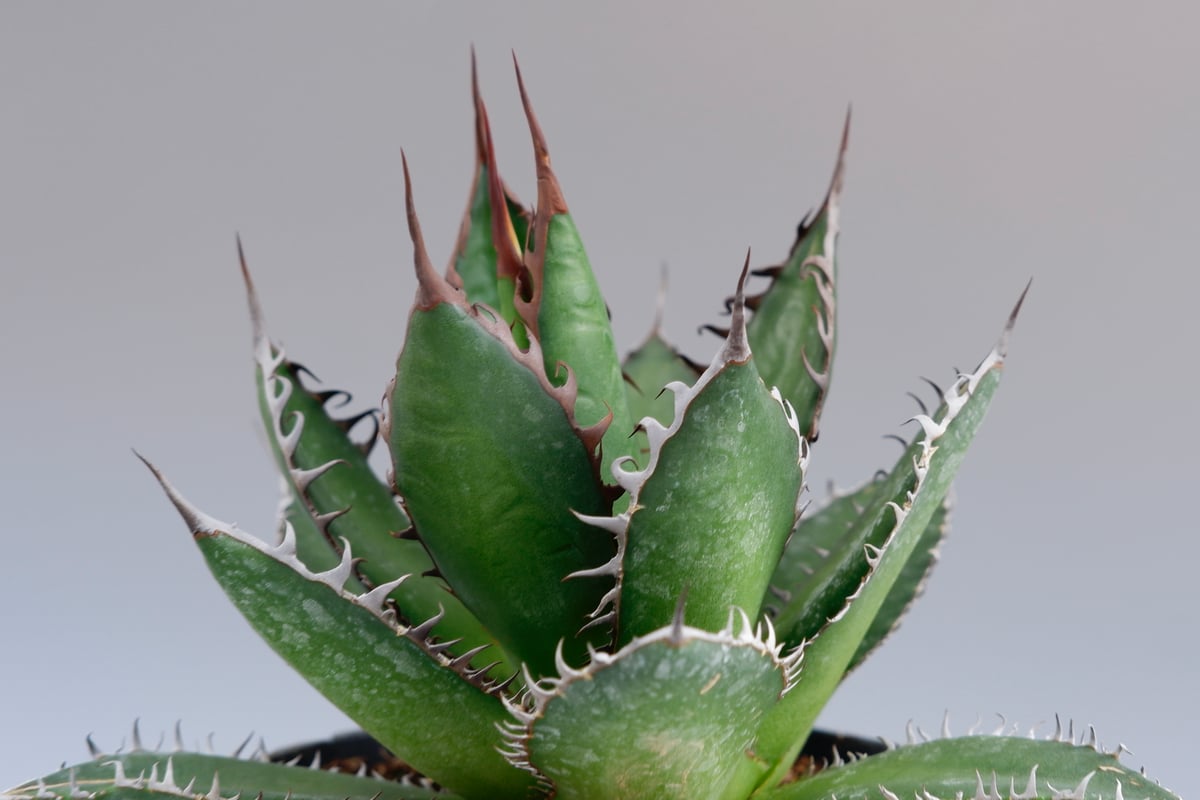 アガベ ホリダ 030 Agave horrida 強棘 | Sunny Branch