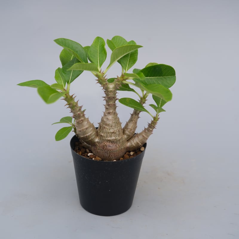 パキポディウム ウィンゾリー 実生株 075 Pachypodium windsorii |