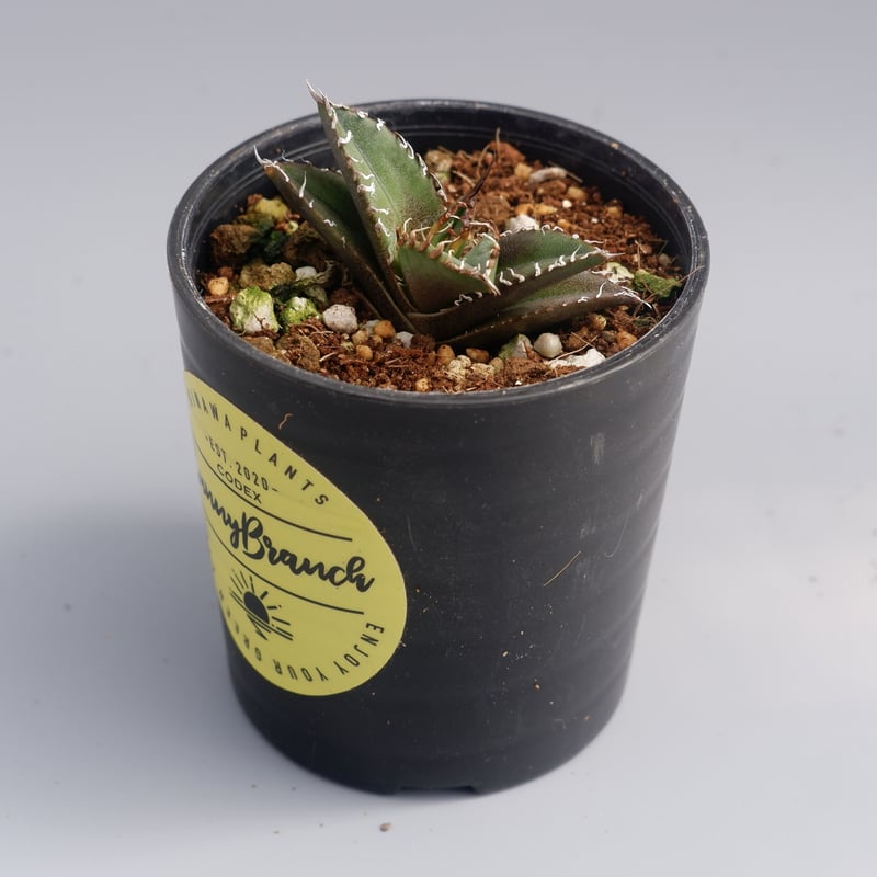 アガベ チタノタ シーザー Agave titanota caesar 031 | Sunny