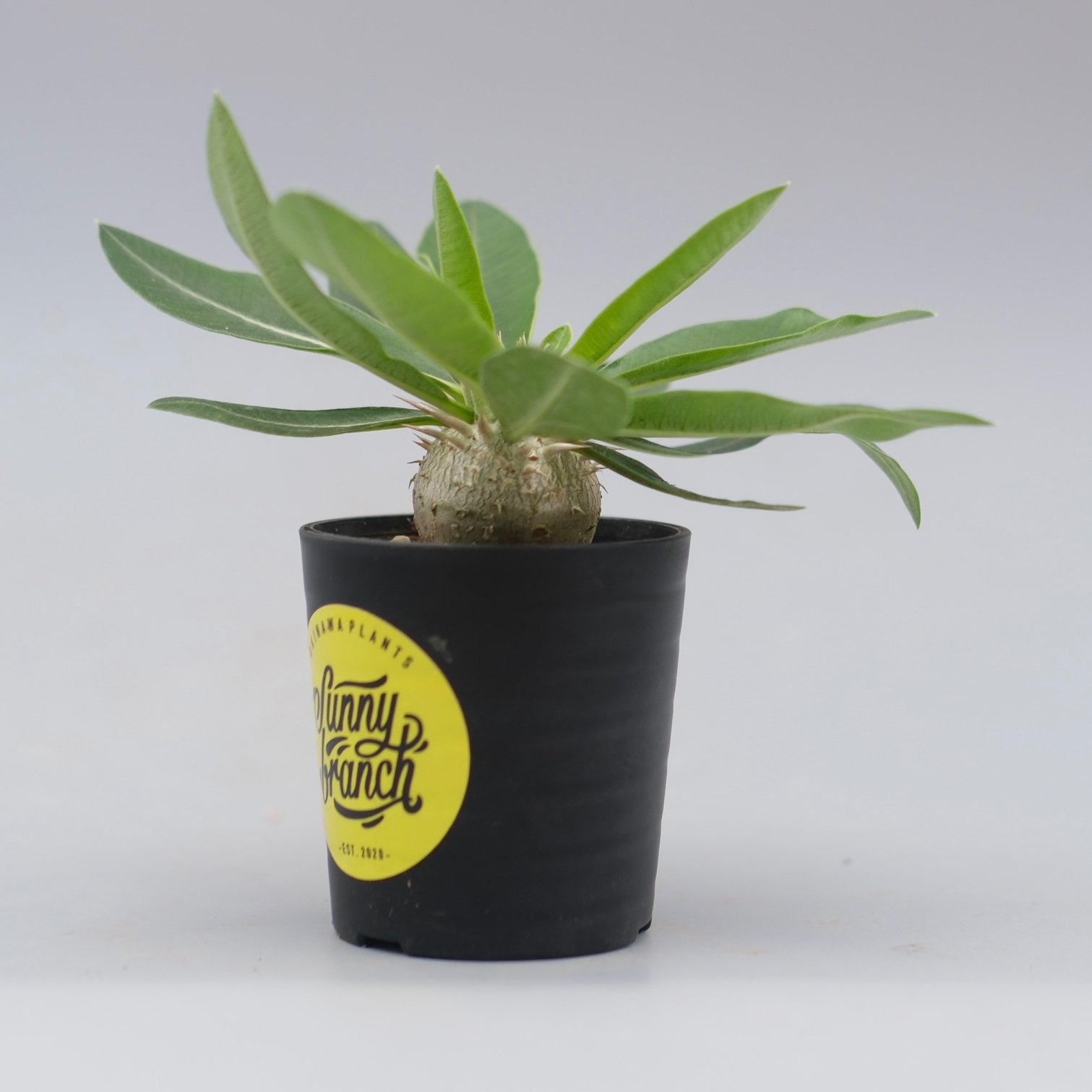 パキポディウム エニグマチカム 実生株 Pachypodium enigmaticum 011