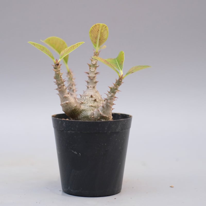 s*o様 パキポディウム　ウィンゾリー　国内実生株　③ パキポディウム ウィンゾリー 【実生】RF231895 | RAFLUM / ラフラム