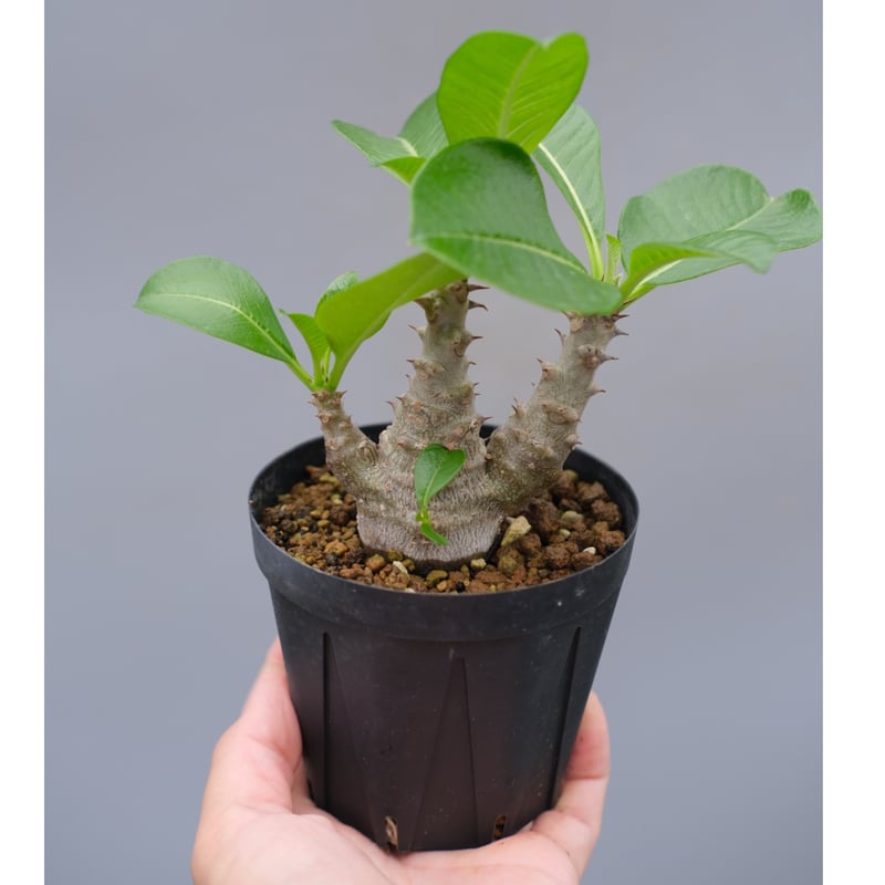 パキポディウム ウィンゾリー 実生株 042 Pachypodium windsorii |