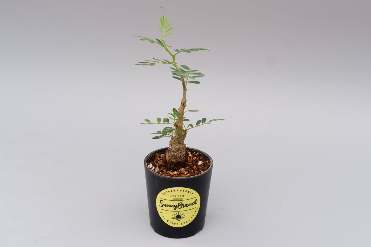 センナ メリディオナリス/ Senna meridionalis 実生　発根済 センナ メリディオナリス 実生株 Senna meridionalis 008 | Sunny