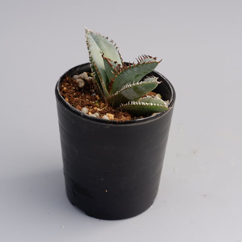 アガベ オテロイ 実生株 Agave oteroi seeding 047 | Sunny アガベ オテロイ 実生株 Agave oteroi seeding 047 | Sunny