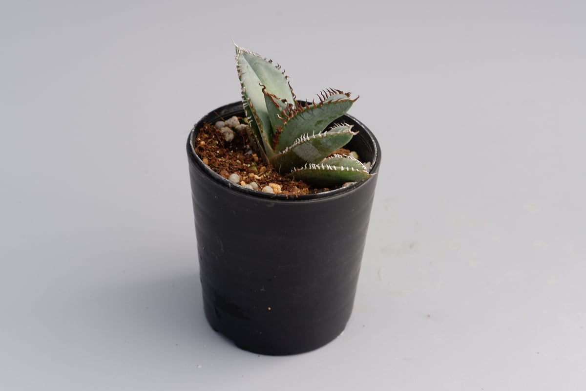 アガベ オテロイ 実生株 Agave oteroi seeding 047 | Sunny アガベ オテロイ 実生株 Agave oteroi seeding 047 | Sunny
