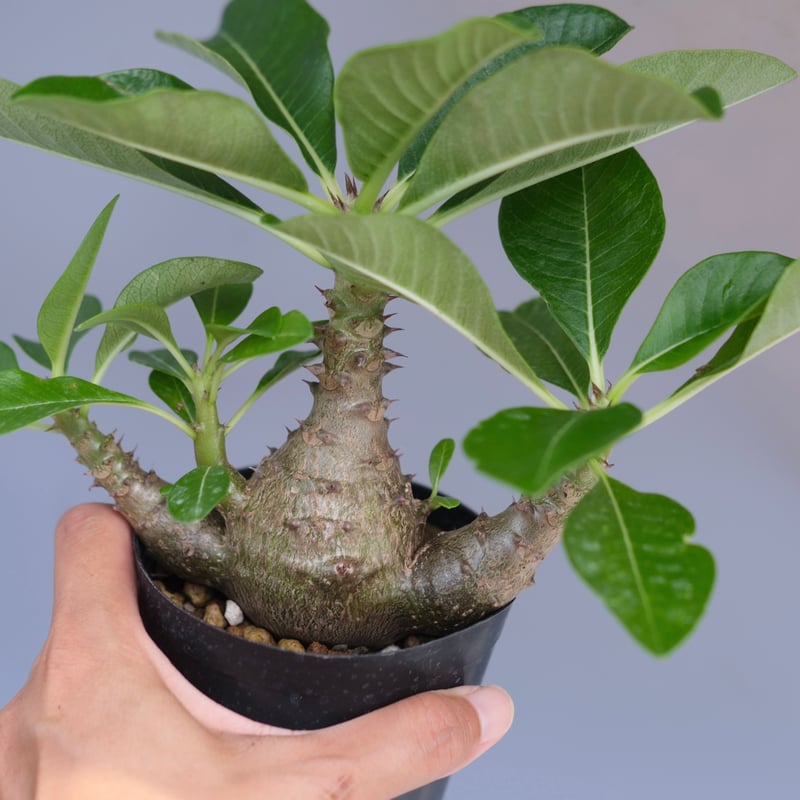 ウィンゾリー パキポディウム 実生株 パキポディウム ウィンゾリー 【実生】GM2402214 | RAFLUM