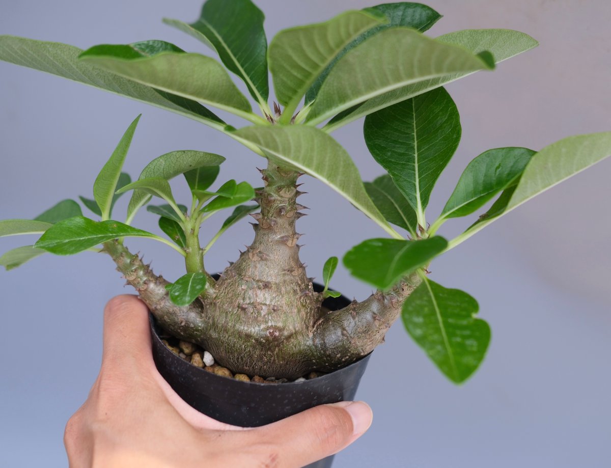 パキポディウム・ウインゾリー実生② Pachypodium Windsorii plants250522u30-247x296.jpg