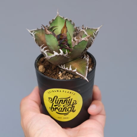 レッドキャットウィーズル　コンパクト美株 アガベ チタノタ レッドキャットウィーズル Agave titanota Red