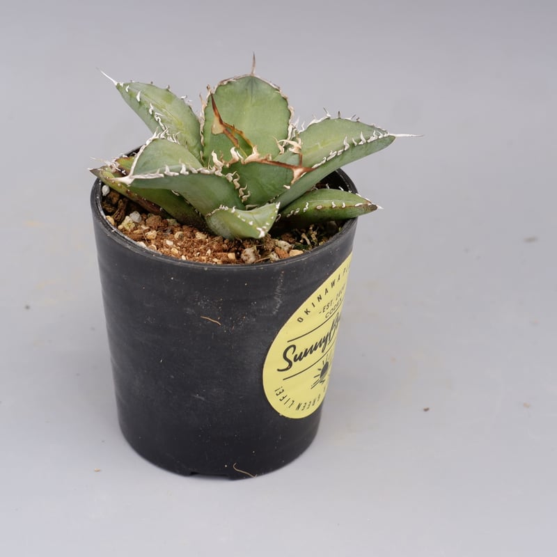 アガベ オテロイ 実生株 Agave oteroi seeding 076 | Sunny