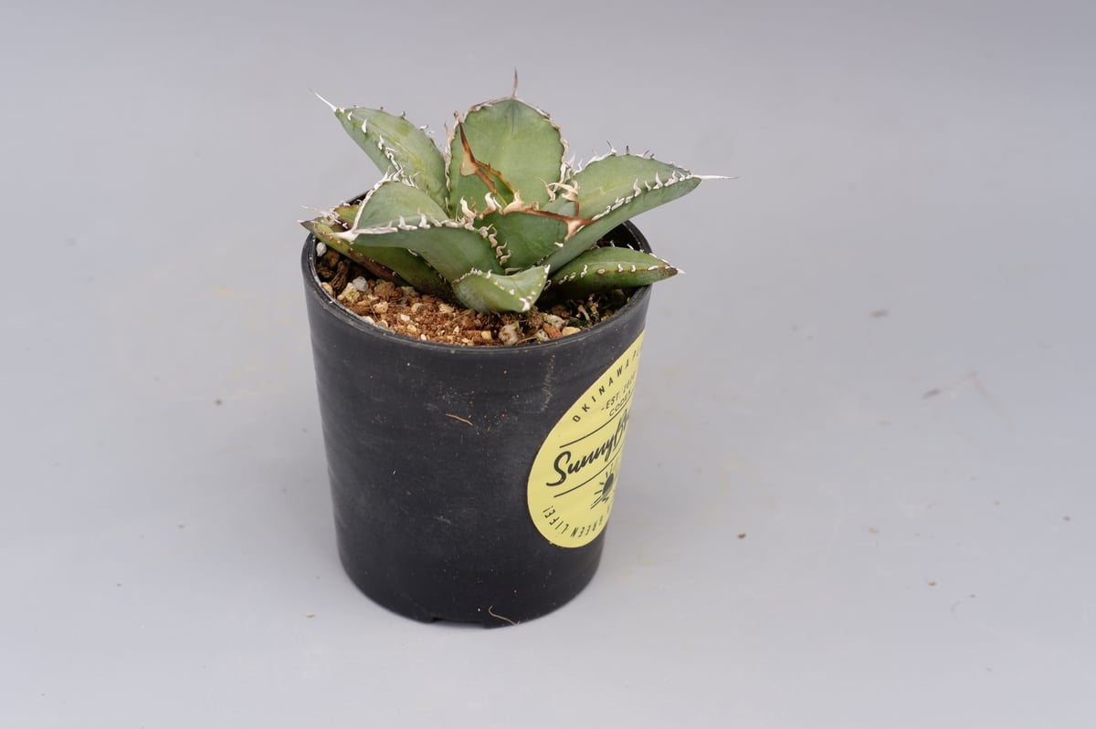 アガベ オテロイ 実生株 Agave oteroi seeding 076 | Sunny