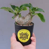 パキポディウム ウィンゾリー 実生株 116 Pachypodium windsorii |