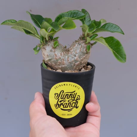 国内実生 ウィンゾリー パキポディウムウィンゾリー パキポディウムウィンゾリー | STORES