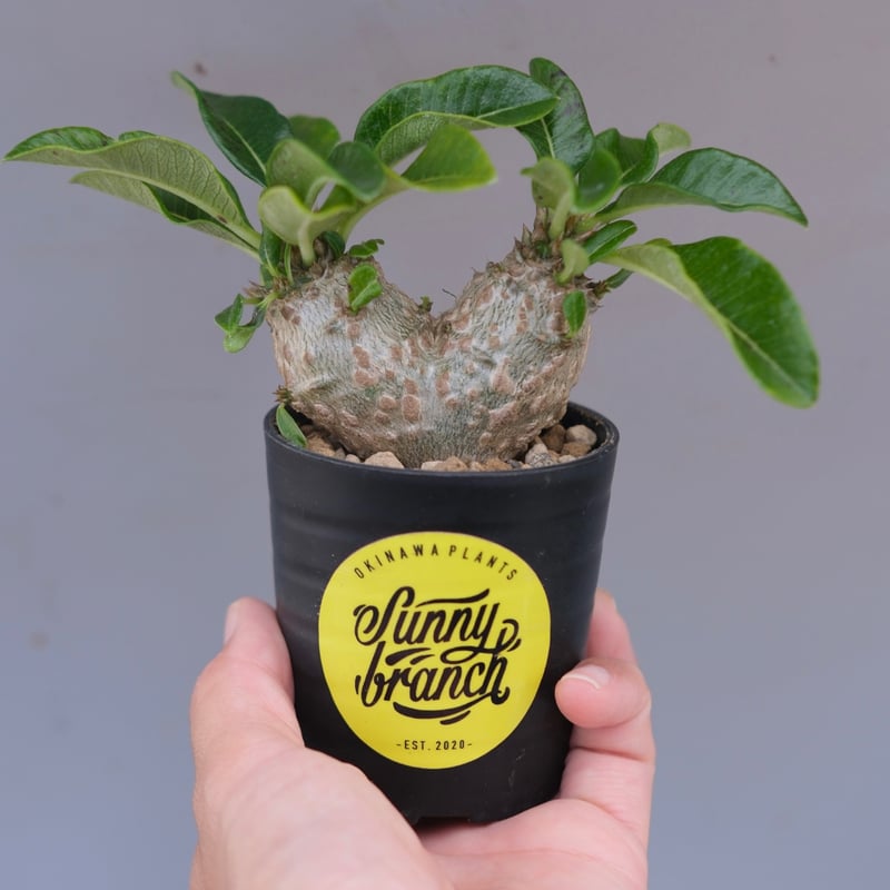 パキポディウム ウィンゾリー 実生株 095 Pachypodium windsorii |