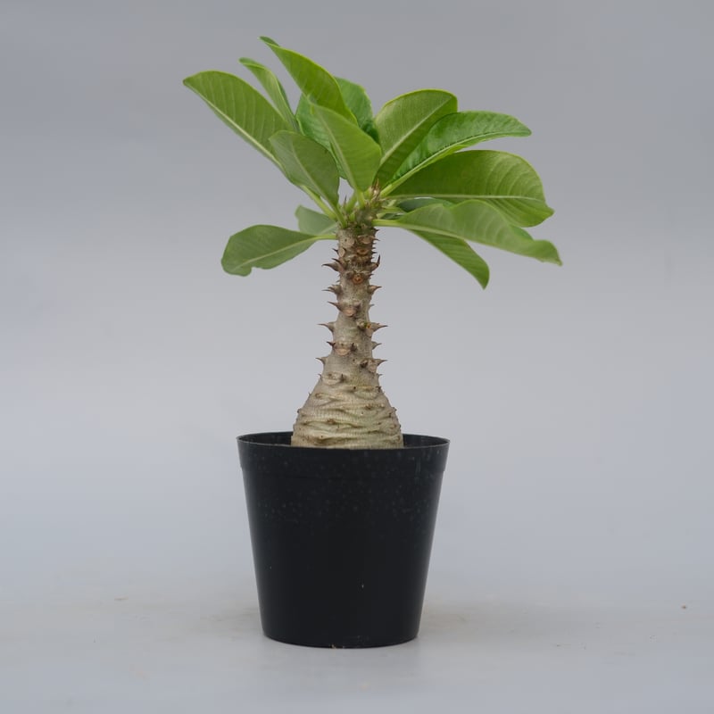 パキポディウム ウィンゾリー 実生株 076 Pachypodium windsorii |