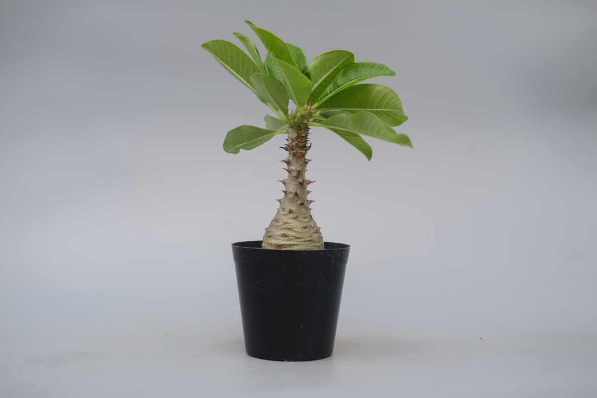 パキポディウム ウィンゾリー 実生株 076 Pachypodium windsorii |